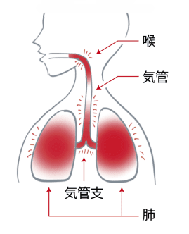喉、気管、気管支、肺を強調した、日本語で各部のラベルが付いた人間の呼吸器系を示す図。.
