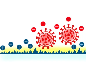 正電荷を帯びたスパイク状の表面上に負電荷を帯びた 2 つの赤いウイルス粒子を示す図。.