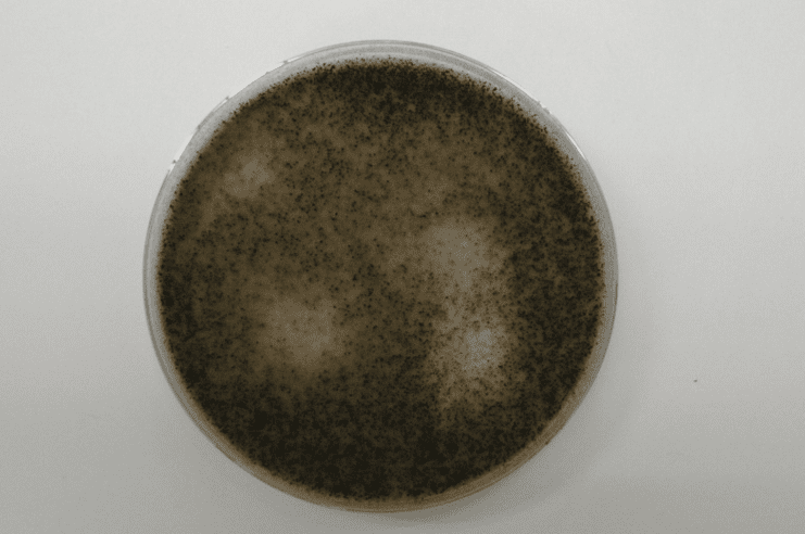 カビが生えたペトリ皿。白い背景に濃い黒色部分と明るい斑点が見えます。.